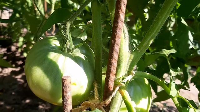 Июль Высокорослые томаты в открытом грунте Обрезаю верхушки и листья смотреть онлайн