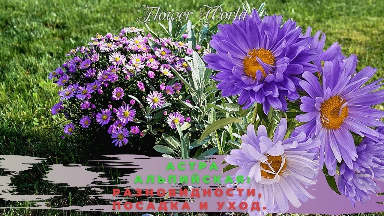 Астра альпийская_ разновидности, посадка и уход. Фото сортов.