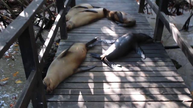 Морские львы валяются по дороге к морю... смотреть онлайн