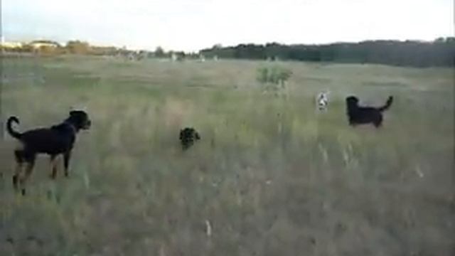 Галю приходь.wmv