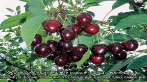 Вишня Харитоновская – удачный выбор садовода