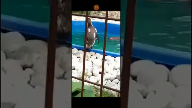 влог поездка в Ижевск зоопарк. фотки смотреть онлайн