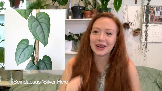 My 2021 Rare Houseplant Wishlist! | Anthurium, Alocasia, and more! смотреть онлайн