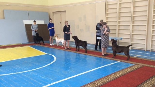 04.02.2017. Смоленск. Чемпионат РКФ. Лабрадоры - сравнение на ЛПП смотреть онлайн