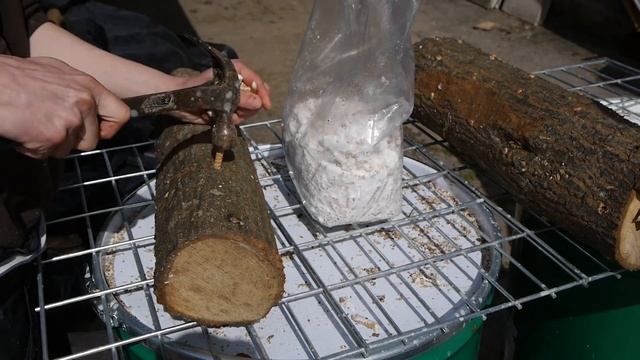 Growing Mushrooms on Logs I How to Grow Mushrooms I GroCycle смотреть онлайн