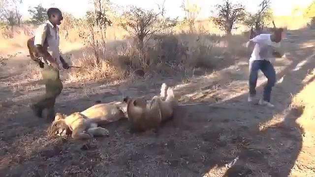 COUB Лев чихнул смотреть онлайн