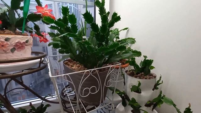 ОКНО С ЛЕСНЫМИ КАКТУСАМИ ! Шлюмбергеры,рипсалидопсисы,хатиора.