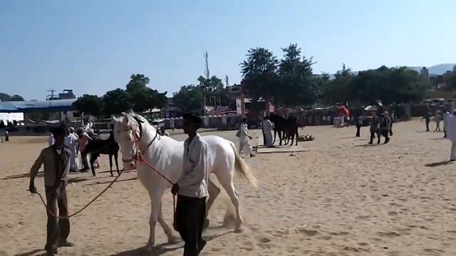 72 Выездка белой лошадки смотреть онлайн