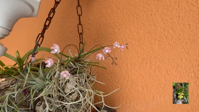 sarcochilus ceciliae , orchid. Орхидея из моей коллекции. смотреть онлайн