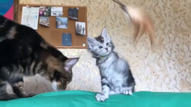 Мейн-кун Аврора смотреть онлайн