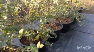 Как зимует голубика в контейнере???