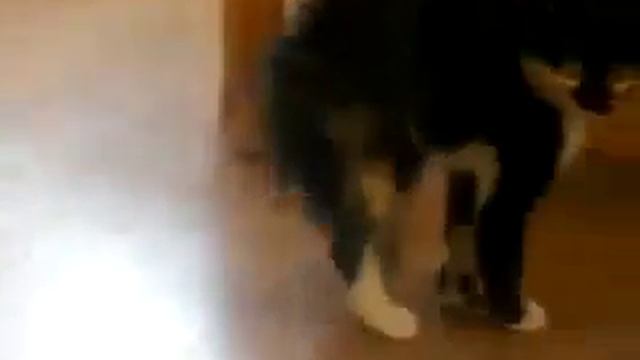 Котёнка напугали:) смотреть онлайн