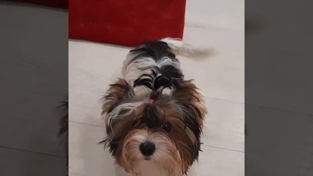 Бивер, Йорк , цветные Йорки, Снежное Королевство питомник