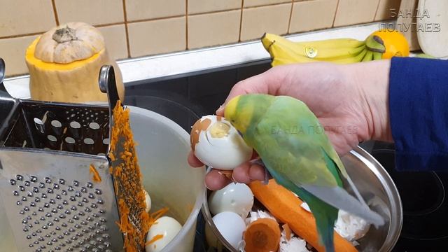 Волнистик Риччи готовит мешанку себе и друзьям! ?? смотреть онлайн