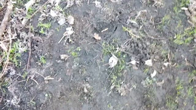 Detech Gold Catcher - Тест в грунте на наконечник