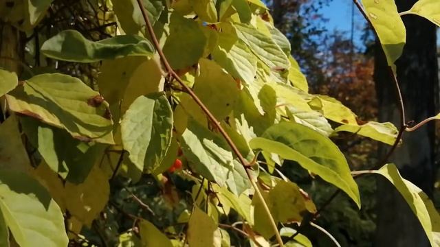 Лимонник китайский (Schisandra chinensis) смотреть онлайн