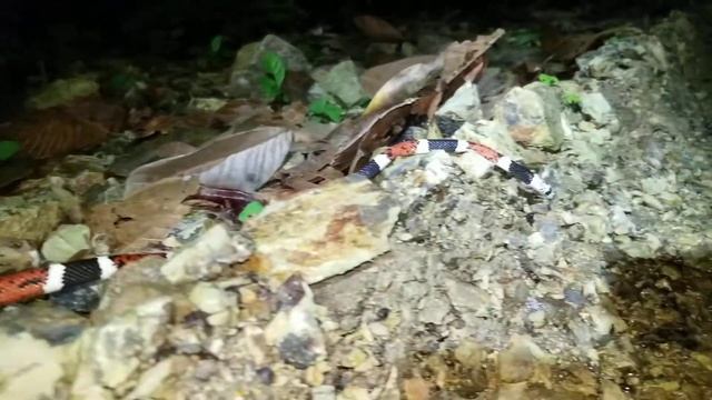 finding a HARMLESS coral snake mimic, a harlequin snake, in coastal Ecuador! смотреть онлайн