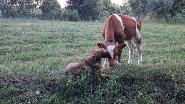 Разве такое бывает? смотреть онлайн