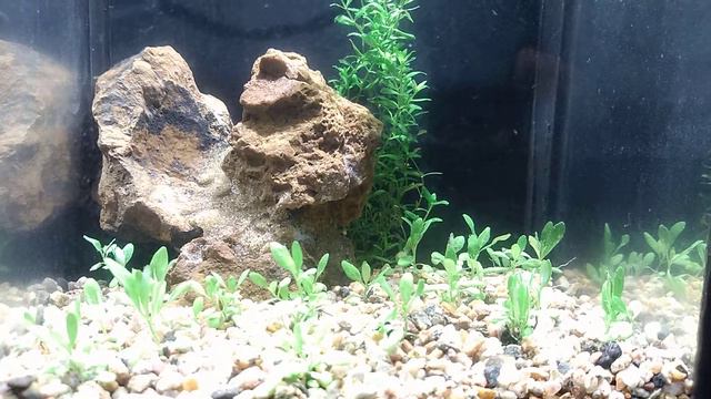 Трава растёт с Китая 3,7л смотреть онлайн