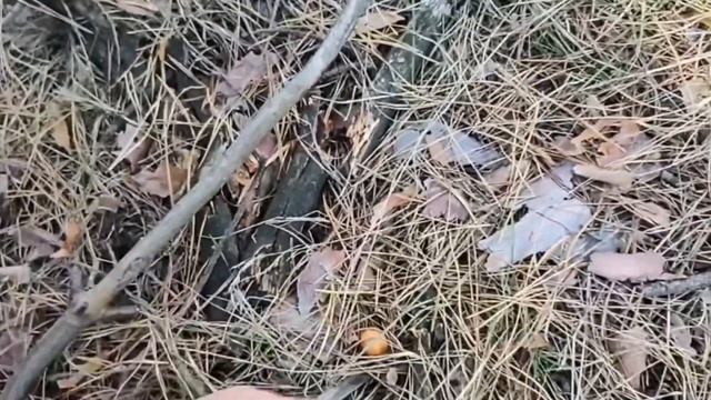 И попался белый гриб ! смотреть онлайн