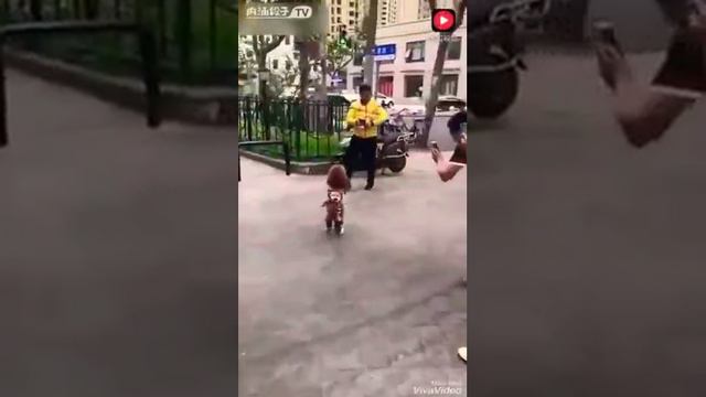 Собачка сзади похожая на девочку смотреть онлайн