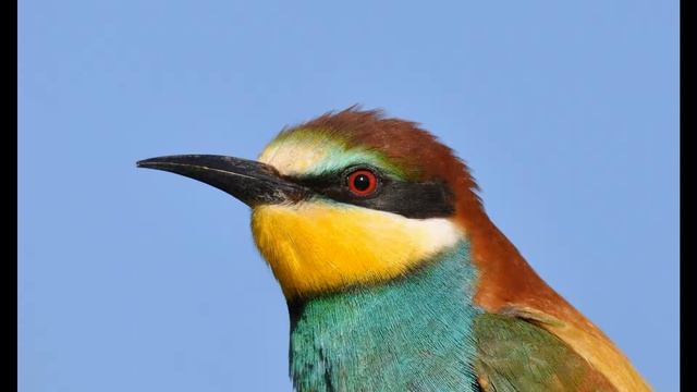 Золотистая Щурка.(Голоса Птиц).(2021). смотреть онлайн