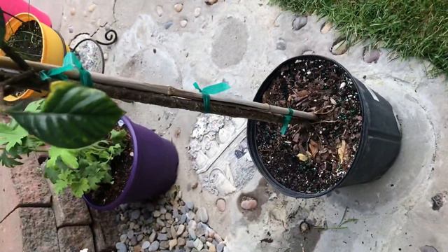 又逛Lowe’s与Home Depot花圃，打折接近尾声 смотреть онлайн