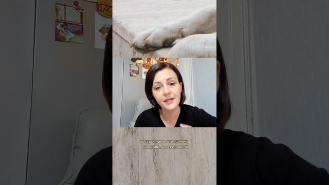 Разница между кинологом и зоопсихологом смотреть онлайн