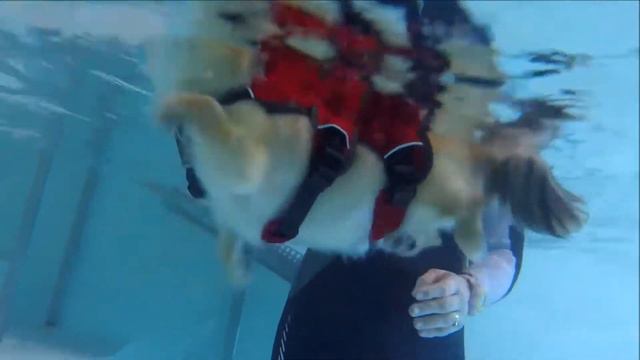 Underwater View Chihuahua Swimming at Bluewaters Canine Hydrotherapy Pool смотреть онлайн