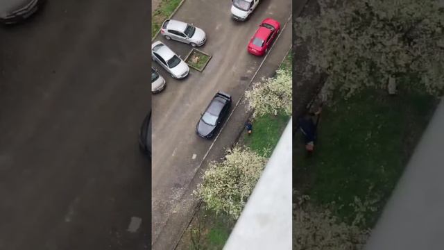 На Гидрострое безжалостно рубят цветущие деревья. Смотреть невозможно смотреть онлайн