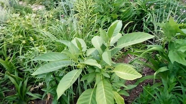 Бругмансии в начале лета --2 часть--о вредителях и болезнях бругмансий. Лечить, травить, или...? смотреть онлайн