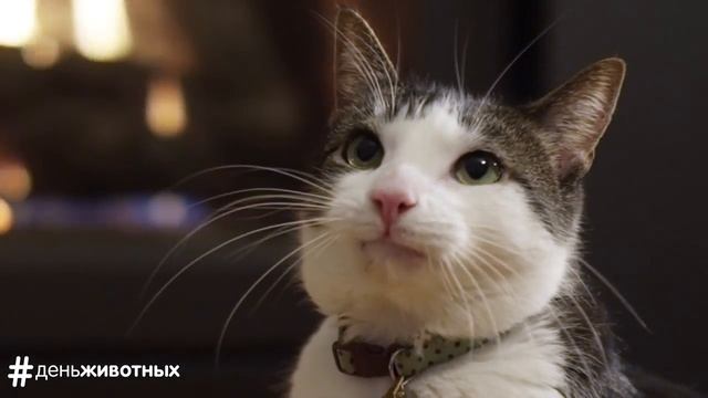 Whiskas и Pedigree: День животных. Праздник для собак и кошек (2016) смотреть онлайн