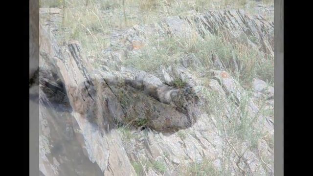 кот манул в дикой природе#9 смотреть онлайн