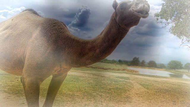 Домашние животные и их голоса для Детей HD смотреть онлайн