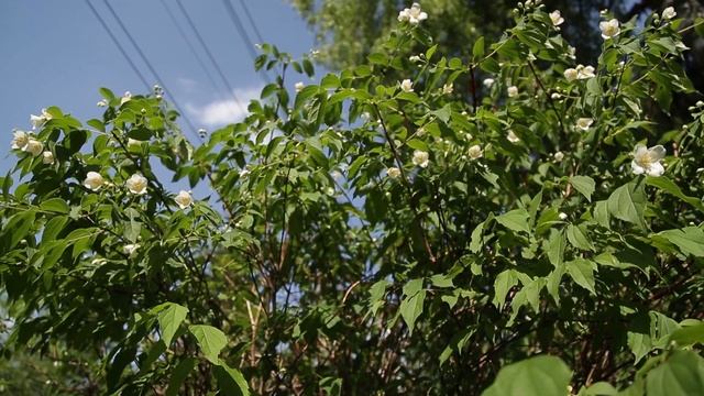 Усадьба: «Садовый доктор» смотреть онлайн