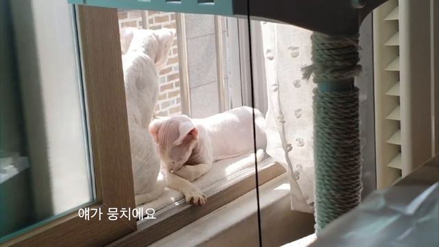 데본렉스 고양이 형제의 일광욕 Devon Rex cat brothers sunbathing смотреть онлайн