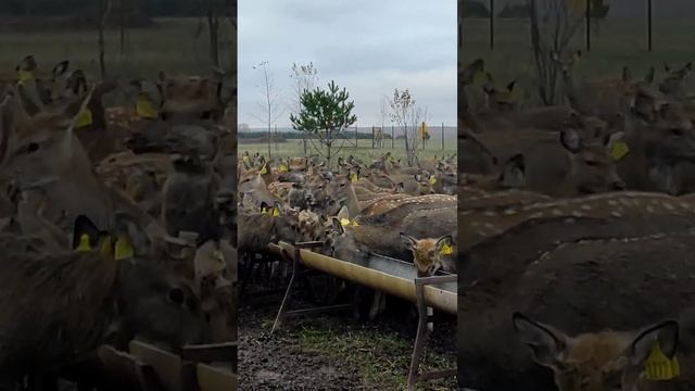 кормление пятнистого оленя смотреть онлайн