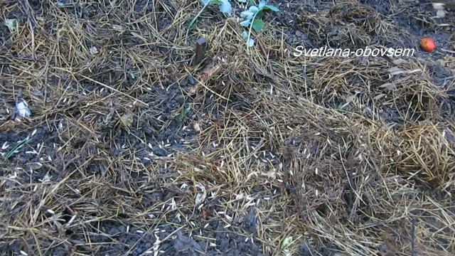 СИДЕРАТЫ - ОСЕНЬЮ- СРОЧНО СЕЕМ ..ГОРЧИЦУ, ОВЕС, РОЖЬ.ДЛЯ ПЛОДОРОДИЯ ЗЕМЛИ.. смотреть онлайн