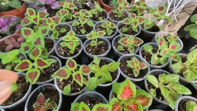 Первая прищипка колеуса. Рассада колеуса. Формирование колеуса. Прищипка колеуса в точке роста.