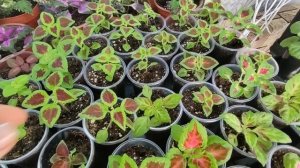 Первая прищипка колеуса. Рассада колеуса. Формирование колеуса. Прищипка колеуса в точке роста.