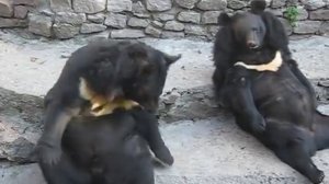 Смешные медведи