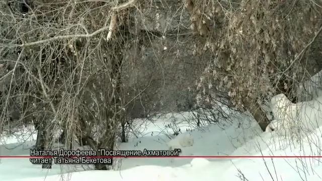 «Ахматовой». Стихотворение Натальи Дорофеевой. смотреть онлайн