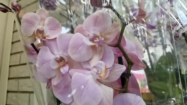 ЗА ОРХИДЕЯМИ в три супермаркета.. Привезли интересный Микс. смотреть онлайн