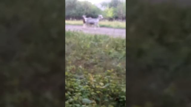 Приколы с козами😘😋😏 смотреть онлайн