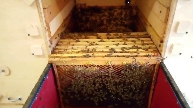 Продажа пчелопакетов из павильона смотреть онлайн