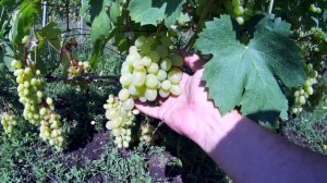 Виноград сорта - Супер Экстра