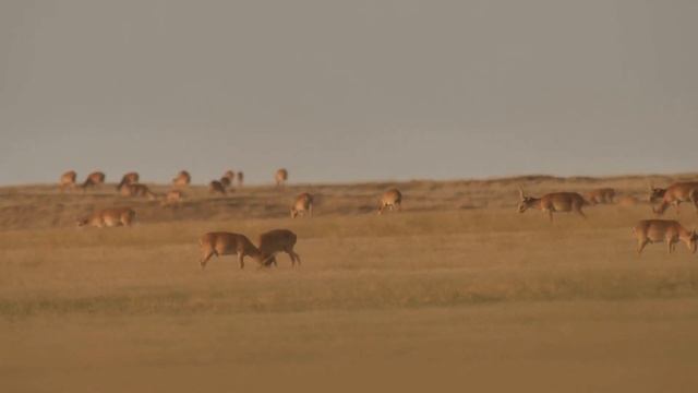 The Saiga Antelope | Stock Videos | Animals | Endangered | No Copyright Footage смотреть онлайн