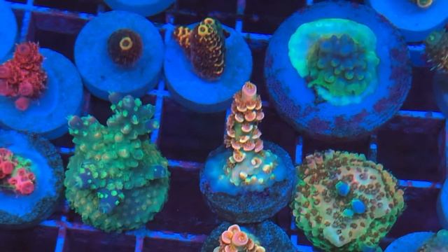 Cherry Bomb Acro SPS Coral . Интернет магазин REEF EXCLUSIVE смотреть онлайн