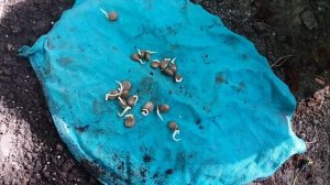 Глициния из семян. Стратификация и посев.