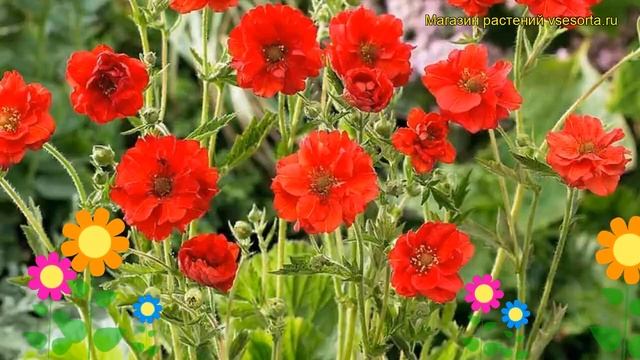 Гравилат чилийский Мисис Дж.Брэдшоу. Краткий обзор, описание geum chiloense Mrs J.Bradshow смотреть онлайн